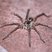 Aranha-lobo (Lycosa sp.)