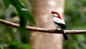 Soldadinho-do-Araripe