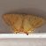 Mariposa Nepheloleuca politia