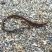 Nerophis lumbriciformis
