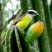 Pitangus sulphuratus