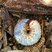 Larva de besouro escaravelho