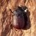 Coelosis bicornis