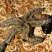 Marthasterias glacialis