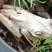 Perereca Boana crepitans
