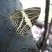 Borboleta zebra