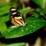 Borboleta tigre Mechanitis