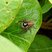 Aranha-papa-moscas de cabeça preta