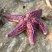 Asterias rubens