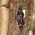 Ascalapha odorata
