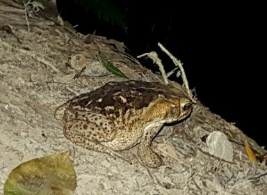 Sapo cururu