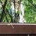 Blue Jay