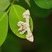 Mariposa Epiplema incolorata
