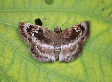 Quadrus cerialis
