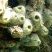 Amphimedon viridis