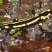 Salamandra salamandra