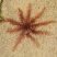 Antedon bifida