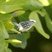 Herpsilochmus atricapillus