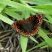 Borboleta-olho-de-pavão (Junonia evarete)