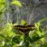 Papilio thoas brasiliensis