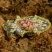 Micromelo undatus