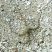 Ophionereis reticulata