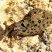 Lebre-do-mar Aplysia
