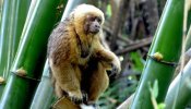 Macaco-prego-galego (Sapajus flavius)