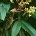 Louva-a-Deus (Mantodea)