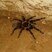 Aranha Caranguejeira