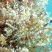 Coral mole Carijoa riisei