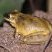 Scinax eurydice