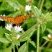 Borboleta laranja