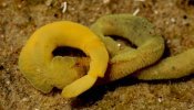 Enteropneusta amarelo