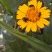 Besouros em uma flor amarela
