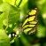 Philaethria dido