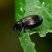 Besouro preto Lagriinae