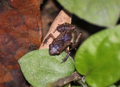 Adelophryne nordestina