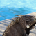Iguana Suape