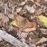 Pharneuptychia phares