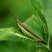 Gafanhoto da listra verde