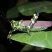Chromacris speciosa