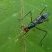 Mosca Micropezidae