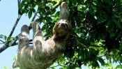 Bicho-preguiça (Bradypus variegatus)