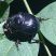 Dichotomius zikani