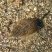 Tritia reticulata