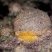Cinachyrella alloclada