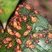Ninfas de Oncopeltus fasciatus
