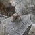 Calango