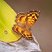 Aricoris campestris